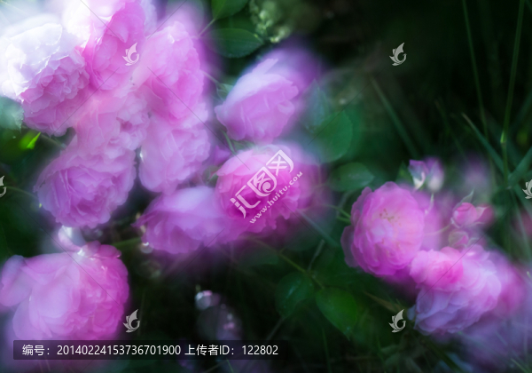 薔薇花