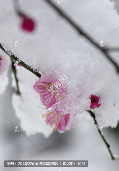 雪后梅花偷偷開(kāi)