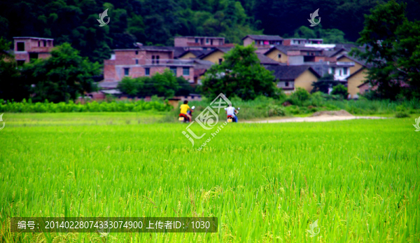 田野
