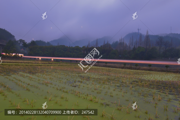 雨中板龍,板龍,龍燈,龍頭,春