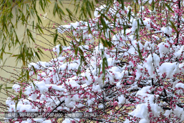 雪梅,梅花,紅梅,白雪