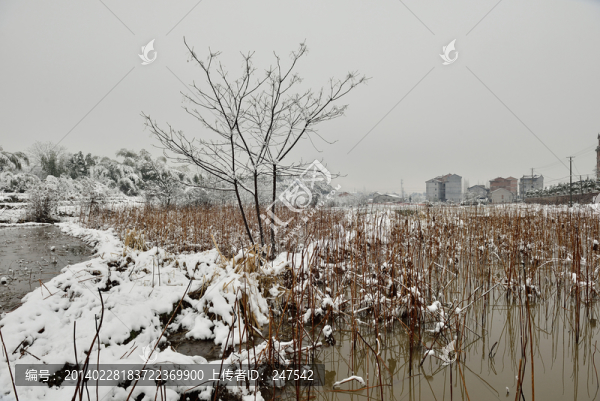 荷田,大雪,雪,雪村,雪樹(shù)