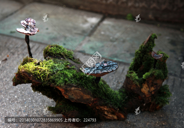 靈芝