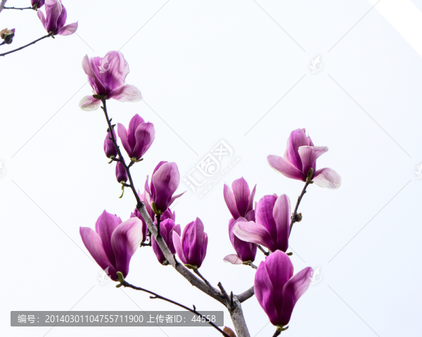 玉蘭花