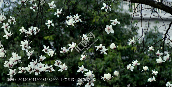 白玉蘭,木蘭,玉蘭花,玉樹,望