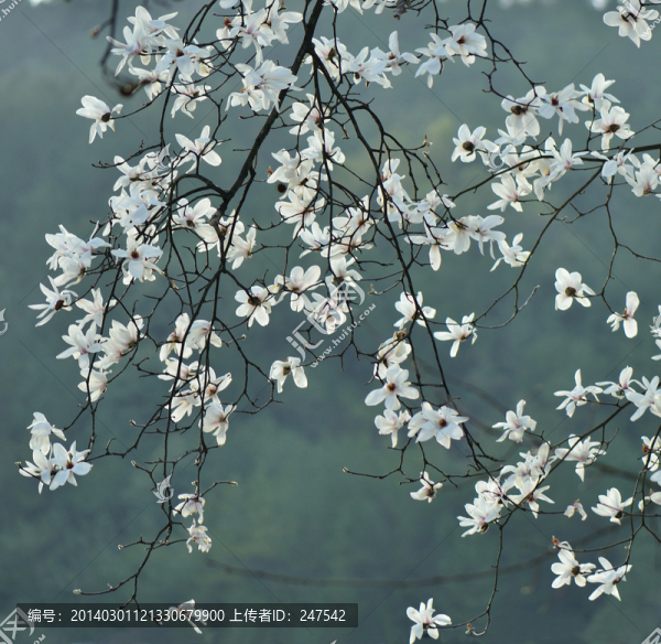 白玉蘭,木蘭,玉蘭花,玉樹