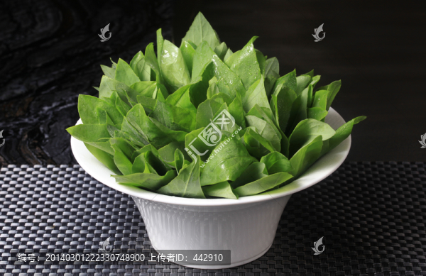 苦麻菜