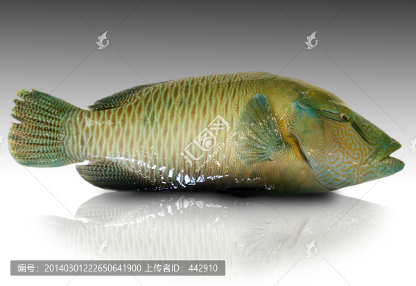 蘇眉魚