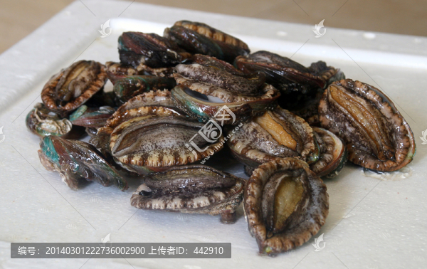 鮮鮑魚
