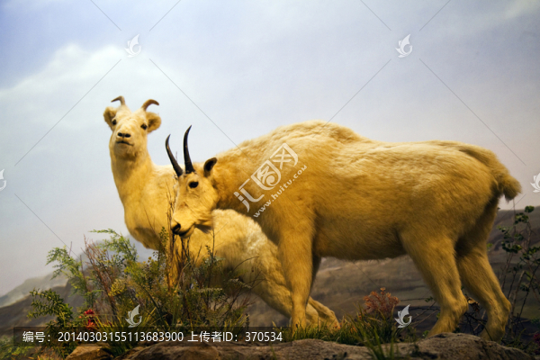 上?？萍拣^,動物標(biāo)本