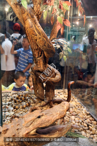 上海科技館,動(dòng)物標(biāo)本