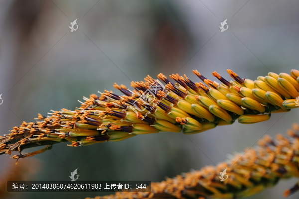 鬼切蘆薈