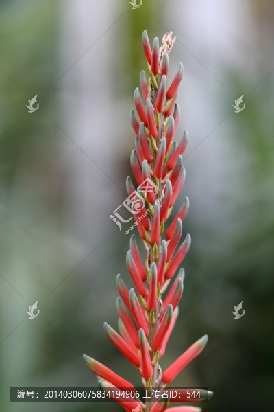 蘆薈花