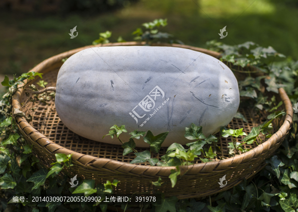 冬瓜