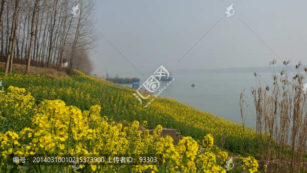 油菜田
