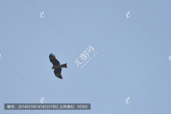 鷹