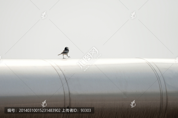 白鹡鸰