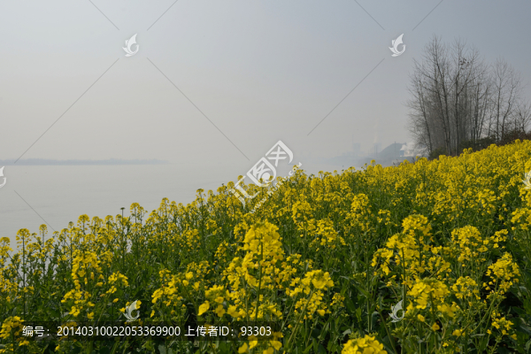 油菜田