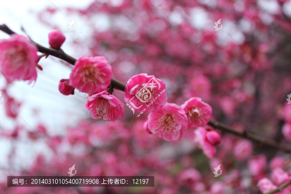 盛開(kāi)的梅花