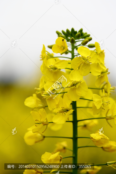 油菜花