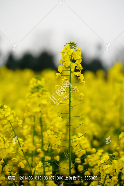 油菜花