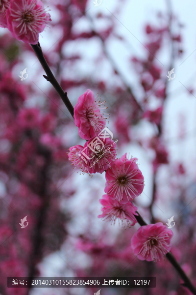 盛開的梅花