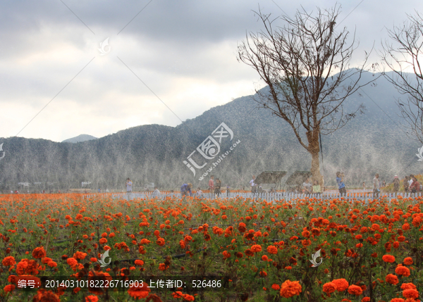 花海