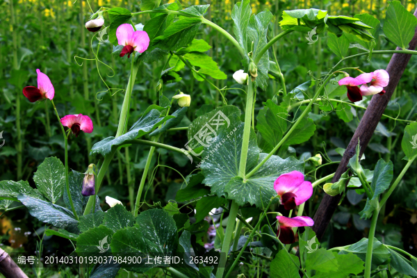 豌豆花