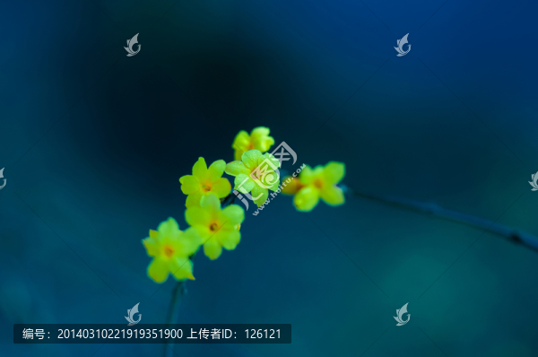 迎春花