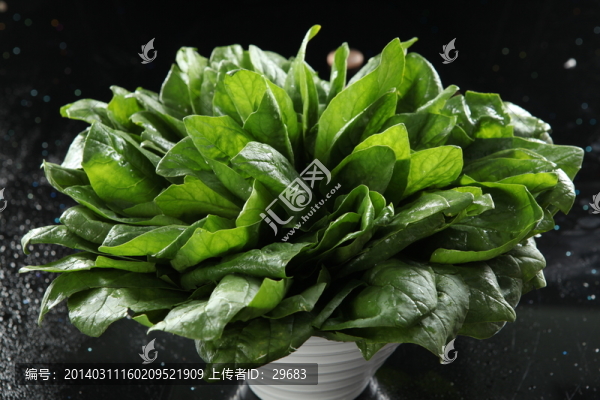 菠菜