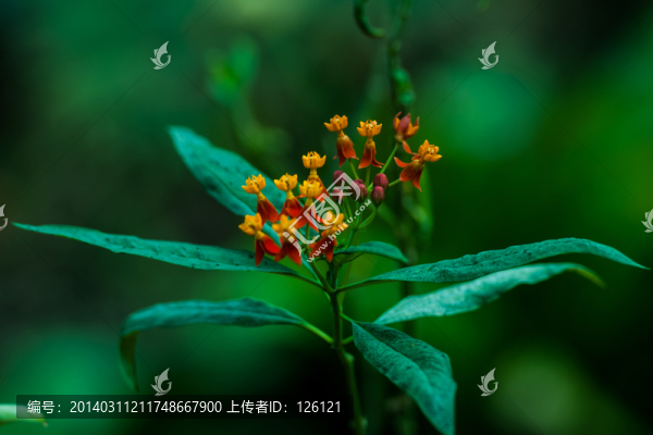 三角梅