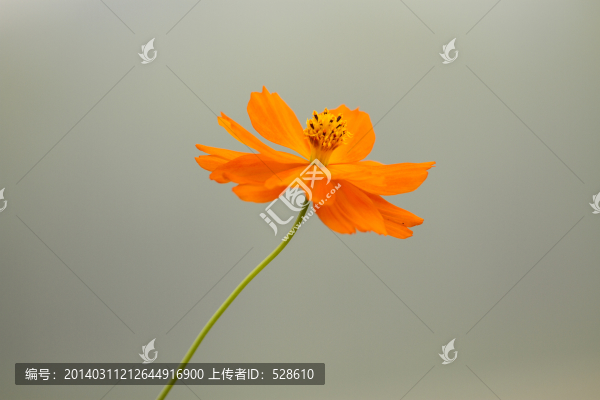金雞菊