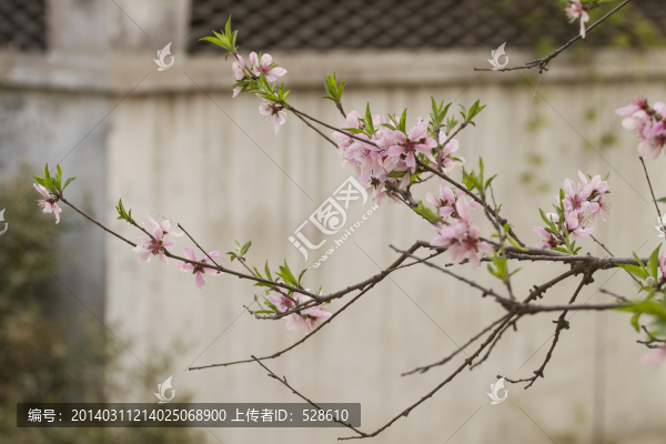 花卉