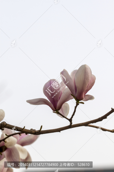 玉蘭花