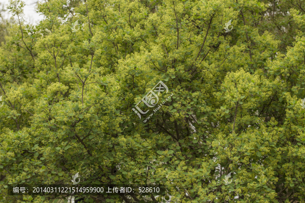 背景圖片