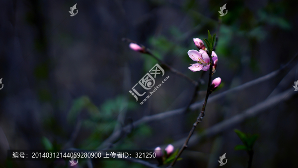 桃花