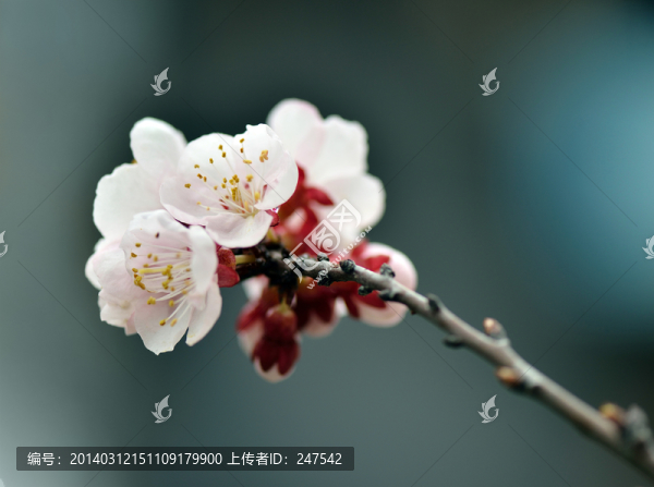 杏花,杏花村,杏子,杏花樹(shù)