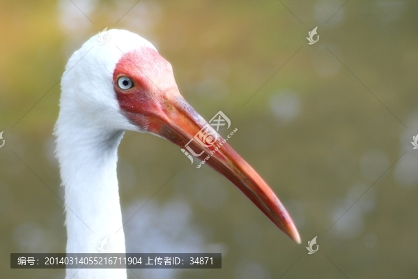 丹頂鶴頭部特寫(xiě)