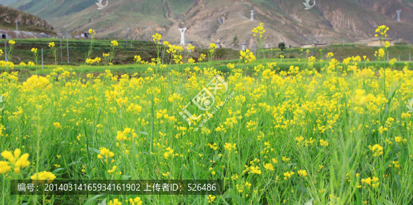 油菜花
