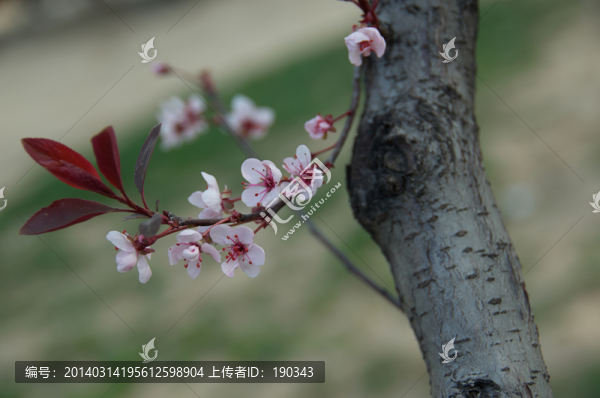 花卉jpg