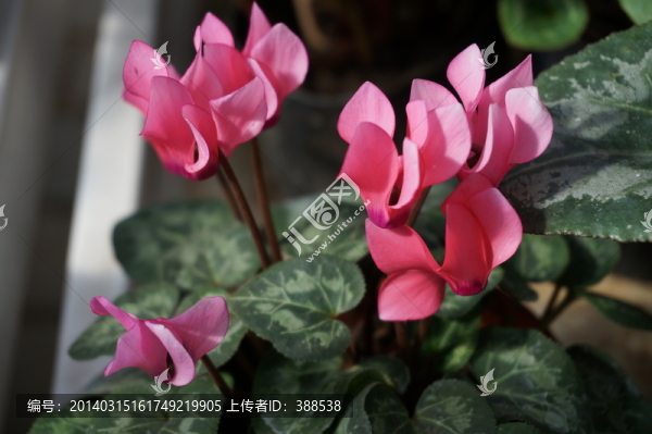 粉嫩的仙客來(lái)