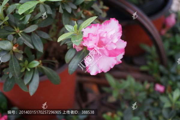 杜鵑花園藝