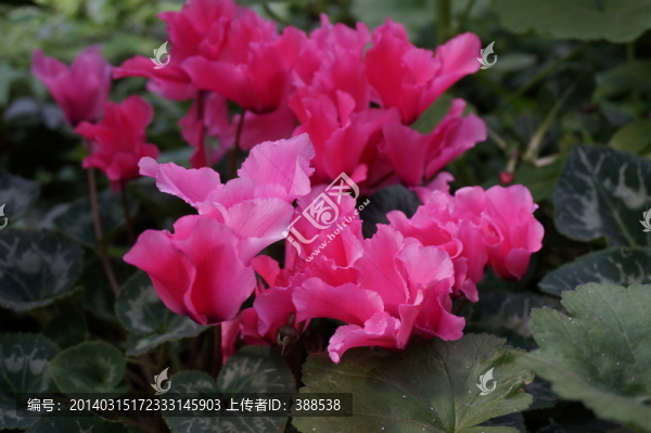皺邊型仙客來