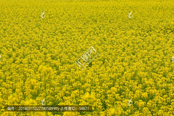 油菜花海