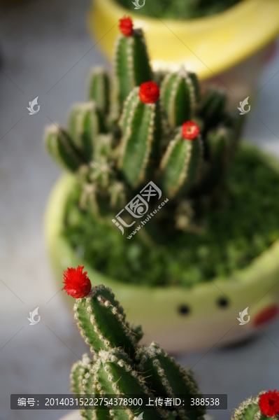 仙人掌小紅花