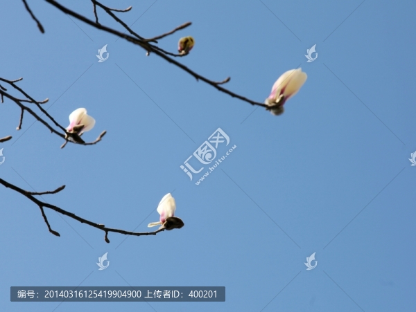 望春花