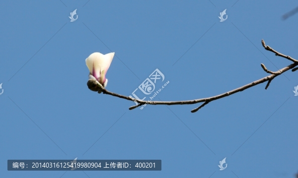 枝頭一朵白玉蘭