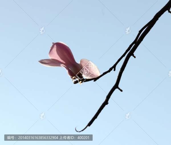 玉蘭花朵