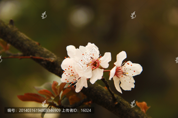 紅葉李花