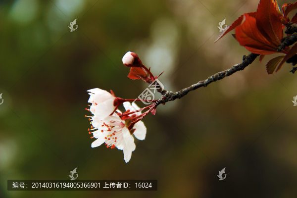 紅葉李花